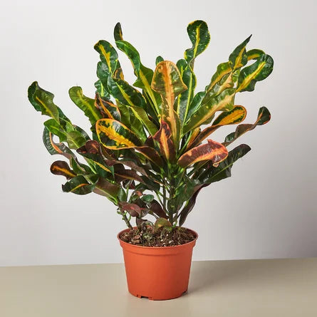 Croton Mammy 4in Live Plant