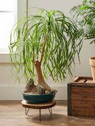 Ponytail Palm 4in Live Plant