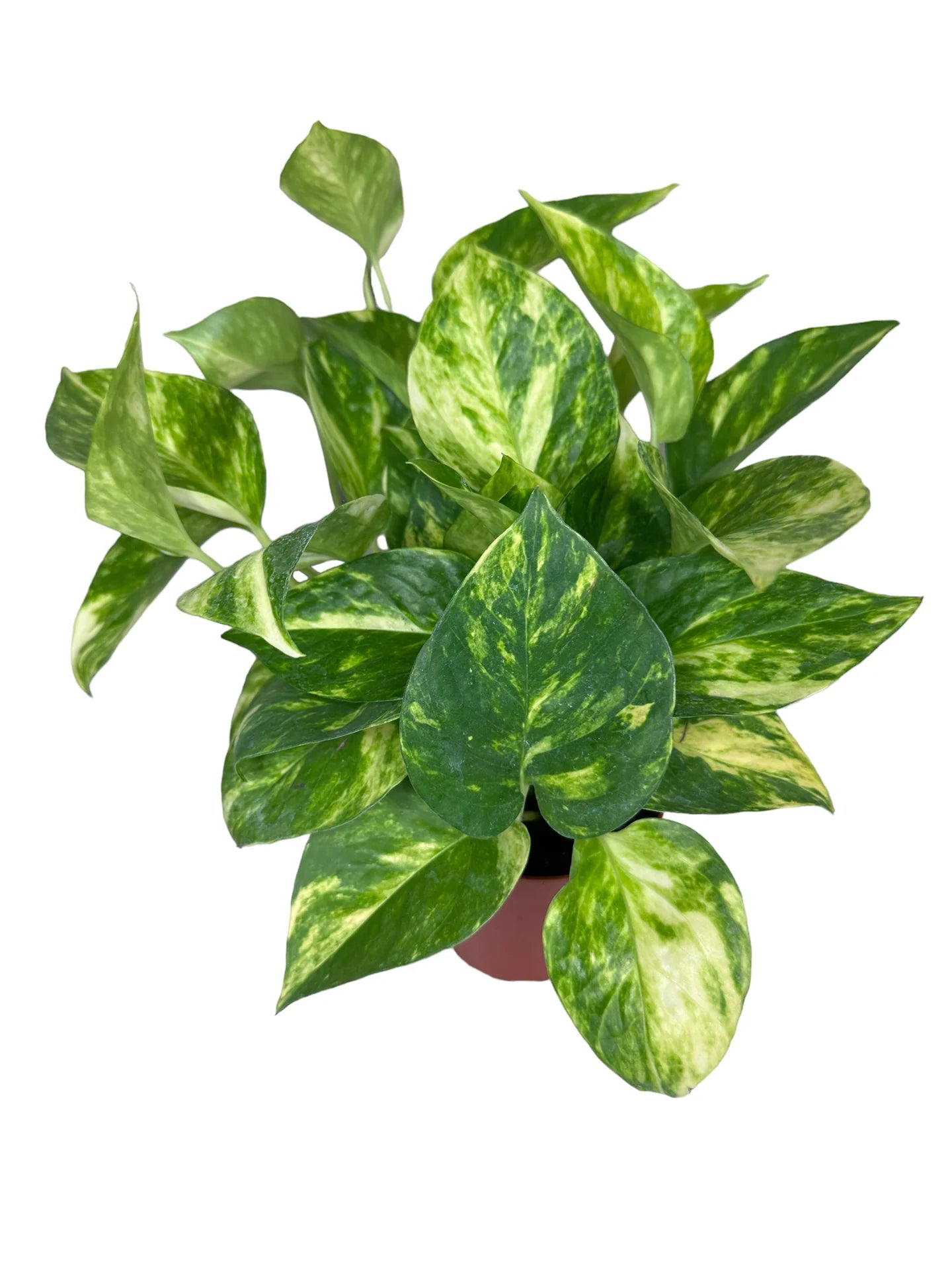 Pothos Golden 4in Live Plant